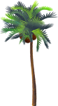 <img40*0:stuff/CocoPalmTreeSM.png>